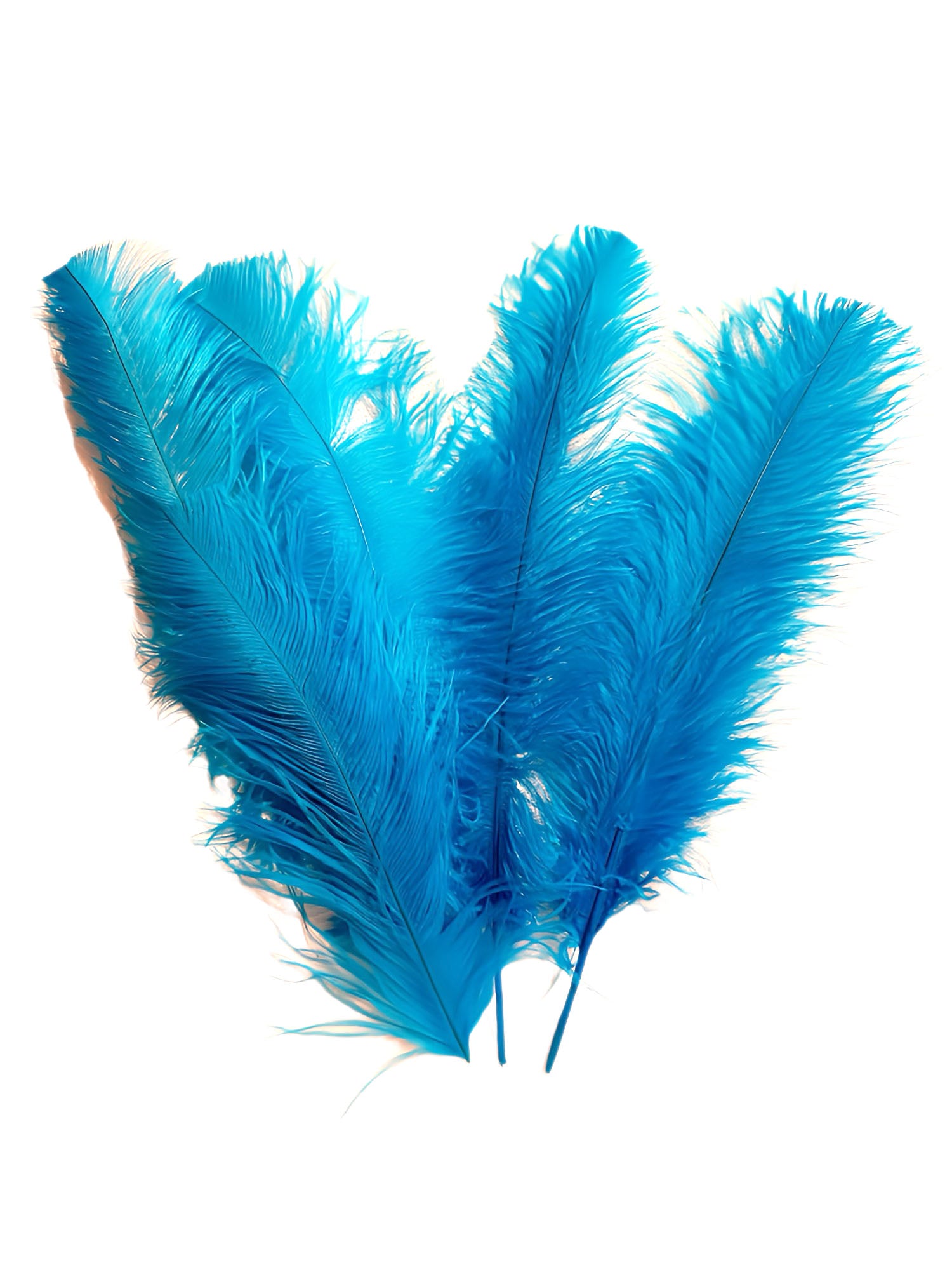 Ostrich Feathers, 100 Pieces - 11-13